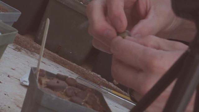 RE POTTING LITHOPS AND CACTI SEEDLINGS