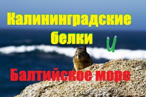 Весна в Калининграде,Северное сияние или как побывать в Светлогорске и не увидеть море...