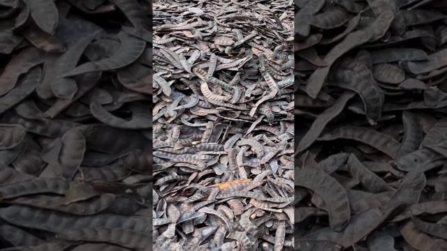 Bồ kết túi lọc kích thích mọc tóc|dương bồ kết смотреть онлайн