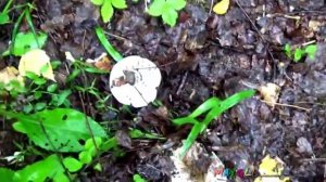 Грибы Мокрухи еловые. Маслята и Лисички.