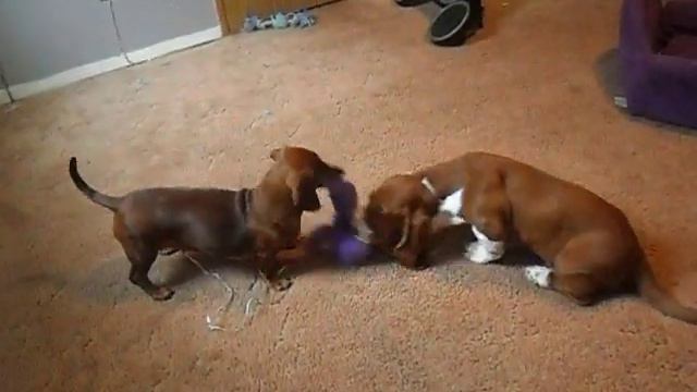 My Mini Daschund and My Basset Hound playing смотреть онлайн