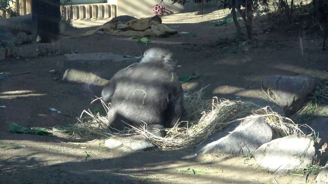 Happiness must be like this. Gorilla brothers at play. Gentaro and Kintaro | Momotaro family смотреть онлайн