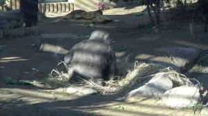 Happiness must be like this. Gorilla brothers at play. Gentaro and Kintaro | Momotaro family