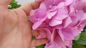 Крупнолистная гортензия в горшке.????????