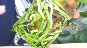 Пересадка орхидеи с цветоносом // НЕ ОШИБИТЕСЬ при пересадке такой орхидеи!...