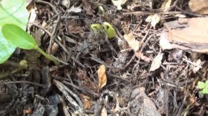 Бархат амурский и Эводия Даниэля, когда ждать всходов.