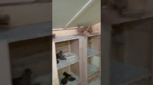 Северокавказские Голуби Сергея Гнездилова