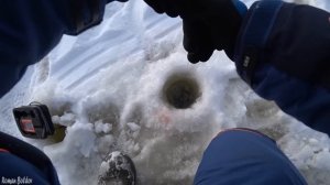 СУДАКИ НЕ ЛЕЗУТ В ЛУНКУ! Ловля КРУПНОГО СУДАКА на Виб. Зимняя рыбалка 2023, Волга.ТРОФЕЙНАЯ РЫБАЛКА