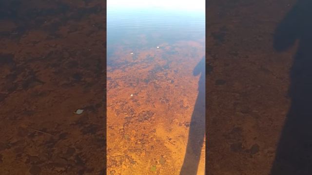 Черное озеро в Рязанской области #рязань #озеро #рязанскаяобласть