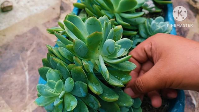 Common Succulent  for Bigginers  napakabait sa Lowland ||•  Echeveria Luella