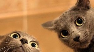 Музыка самого высокого качества. Просто супер! Море...