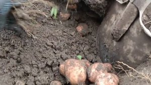 Фитофтора на картошке что делать, как с этим бороться