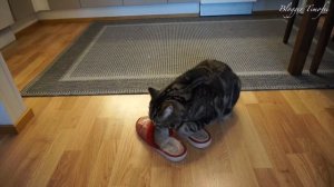 6 самых эффективных способов поймать кота; 6 most effective ways to catch a cat