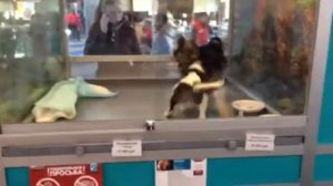 Продажа щенков в зоомагазине в Москве