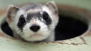 Разведение Хорьков в домашних условиях как бизнес