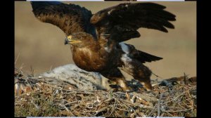 БЕРКУТ (авторская песня)