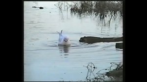 Розовая чайка