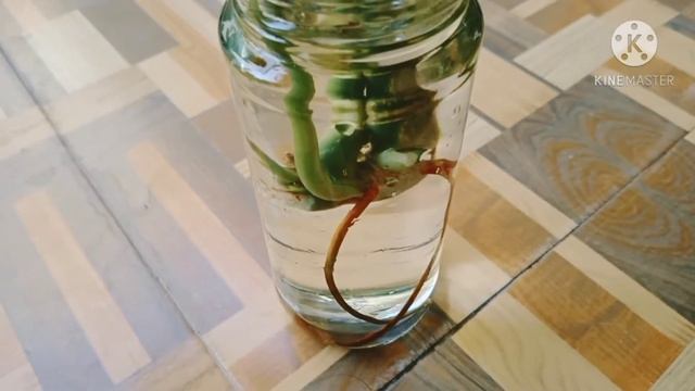 How to propagate Philodendron Burle Marx/Plants are vital смотреть онлайн