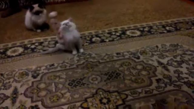 ПРОДАЖА котята RagDoll Кошка кукла 030 смотреть онлайн