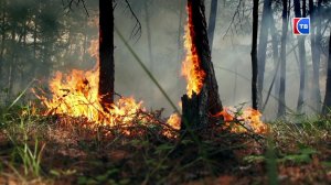 Запрет на посещение лесов установлен в Свердловской области