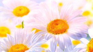 РОМАШКА ПОЛЬЗА | ромашка аптечная польза и вред, ромашка полезные свойства, ромашковый чай ромашка