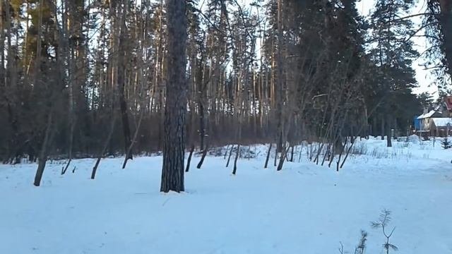 Пишем письмо в Министерство лесного хозяйства. п.Жареный бугор Самарской обл.
