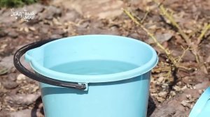 Розы почернели - их можно спасти. Идеальный препарат для опрыскивания роз от болезней