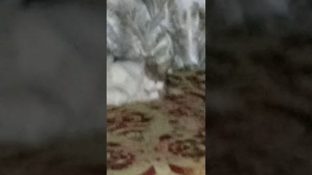 кот валяется смотреть онлайн