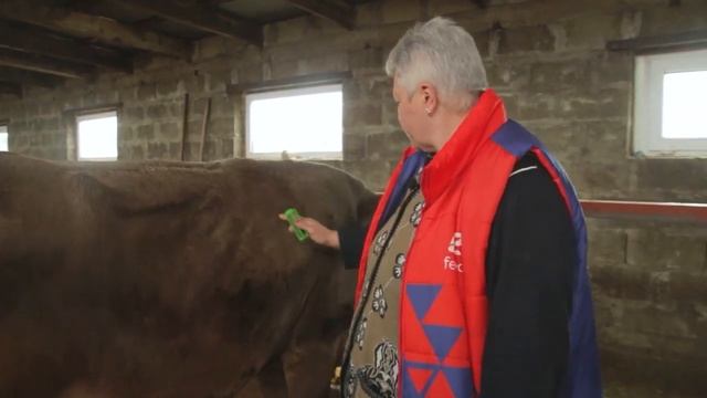 Как лечить травматический ретикулит у коров? Магнит и зонд для лечения и профилактики болезней у КР смотреть онлайн