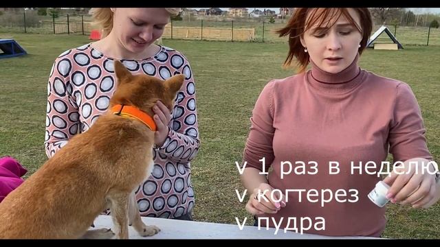 Как правильно стричь когти собаке? Сиба стрижет когти и орет. Зачем стричь когти собаке? Чих и когт