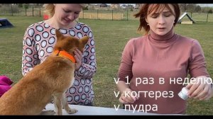 Как правильно стричь когти собаке? Сиба стрижет когти и орет. Зачем стричь когти собаке? Чих и когт