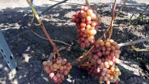 ВИНОГРАД    ДАШУНЯ.