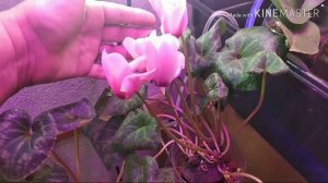 Цикламен с запахом! Неожиданный сюрприз!️