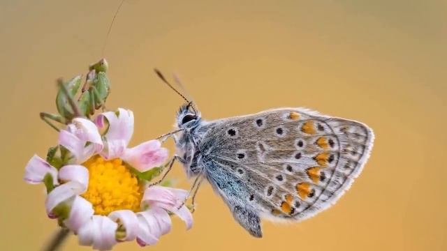 До слез красивая мелодия! Одна из самых красивых,волшебных зимних мелодий.Падал снег.Сергей Грищук