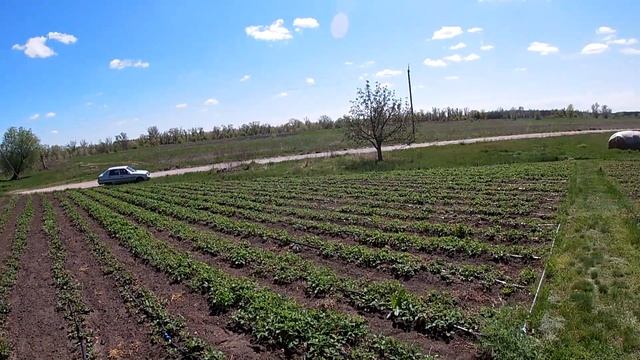 ВНИМАНИЕ! Розыгрыш рассады КЛУБНИКИ. 40 соток плантация клубники соседа. смотреть онлайн