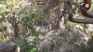 Севастопольские ученые проводят мониторинг краснокнижных растений