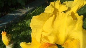 Ирис бородатый или садовый. Ирис сибирский. Цветение и немного об уходе.