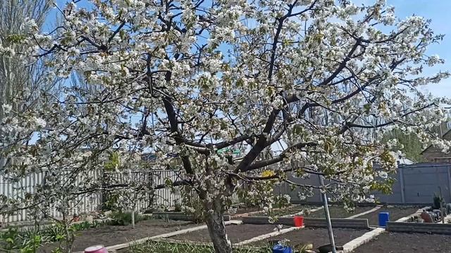 Цветущая черешня. Никогда и ничем не удобрялась. смотреть онлайн