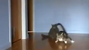 Котодрифт