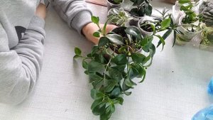 Эсхинантус, нематантус и другие родственники фиалок.Уход и содержание