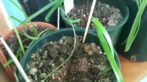 Зимовка зефирантесов на прохладной лоджии.