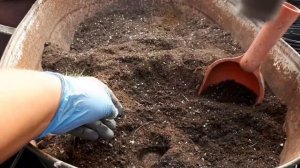 Размножение и перевалка изолеписа. Почва это не "земля"!!!? ??