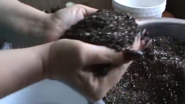 Кімнатні рослини Пересадка кімнатних рослин Частина 1