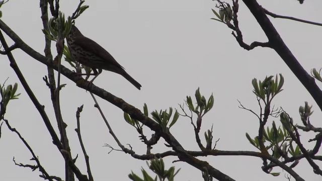Пение птицы на Пасху смотреть онлайн