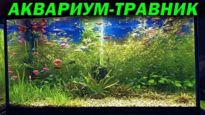 Аквариум травник без СО2 и удобрений спустя месяц