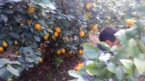 Тепличной лимон Узбекистан