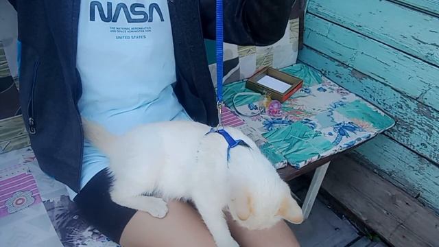 кошачье видео ? смотреть онлайн