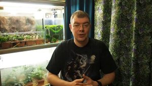 Лялиус  (Colisa lalia) - Аквариумные тропические рыбы № 10