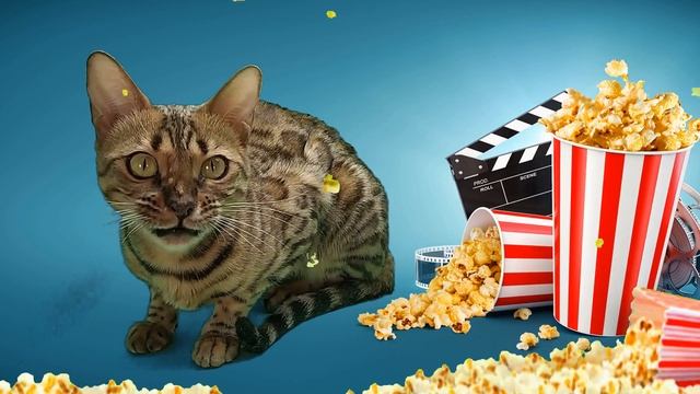 ? Кошки прикольно мяукают и поют песню ВОЗДУШНАЯ КУКУРУЗА смотреть онлайн