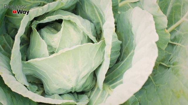 ПОСЛЕ ЭТОГО КАПУСТА НАЧНЁТ РАСТИ КАК БЕШЕНАЯ!!! смотреть онлайн